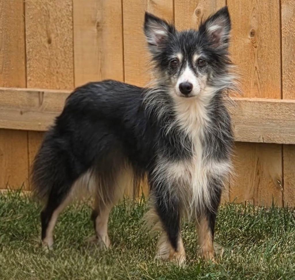 Enlarge Sissy $475, a Adoptable Australian Shepherd in Milwaukee, WI image 5/6
