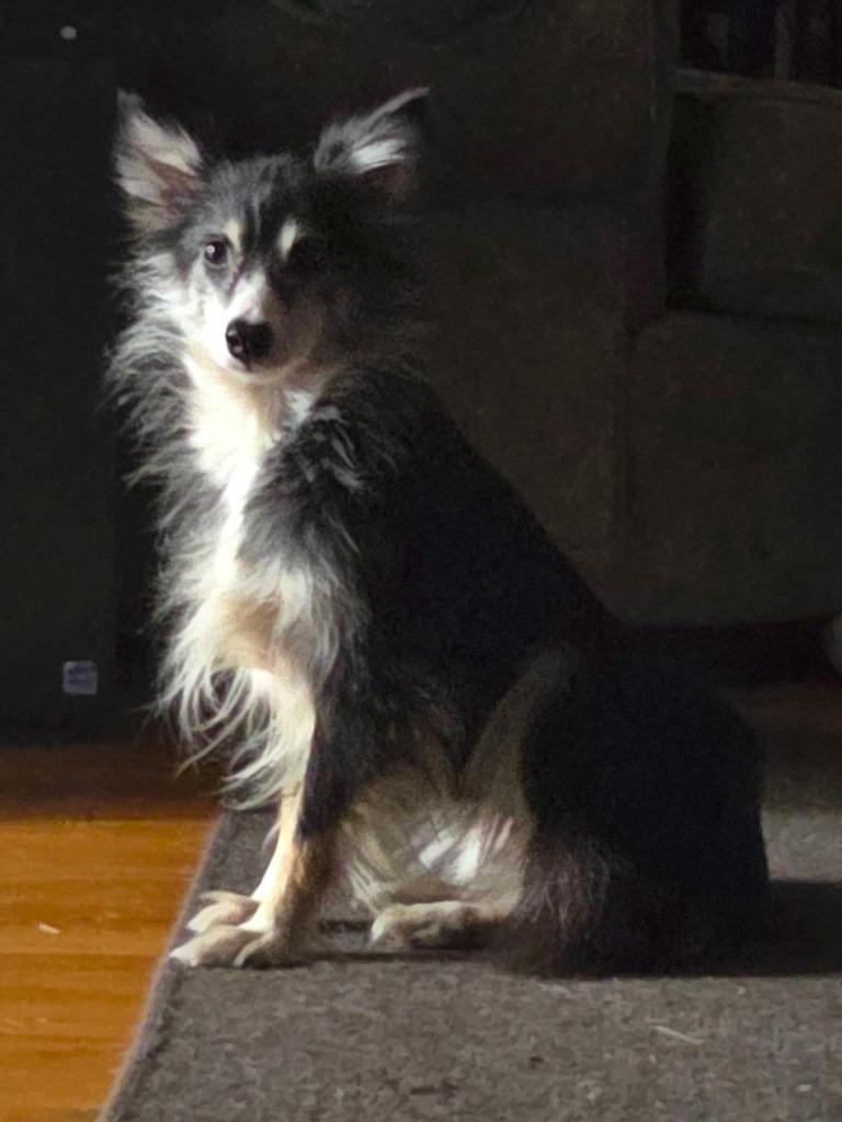 Enlarge Sissy $475, a Adoptable Australian Shepherd in Milwaukee, WI image 6/6