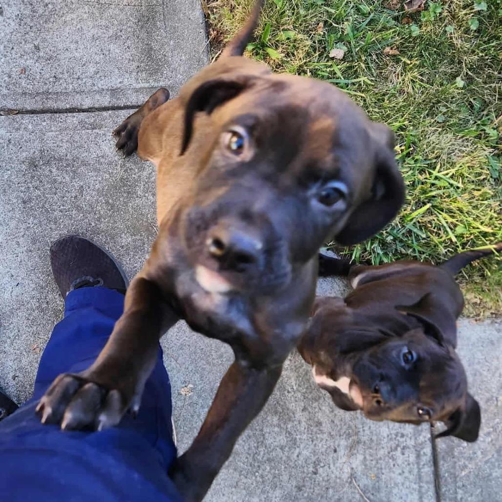 Enlarge Charlie (Malbec), a Adoptable mixed breed in Monroe, MI image 1/6