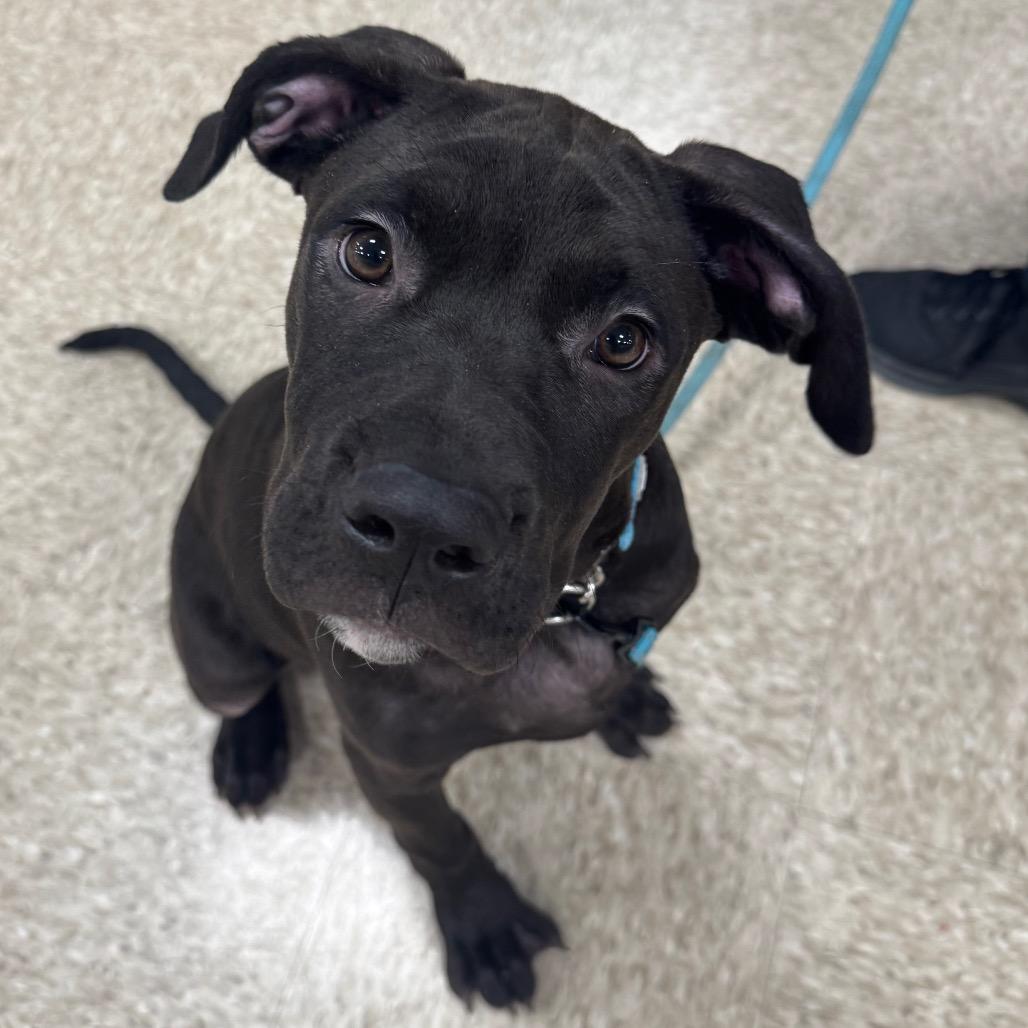 Enlarge Charlie (Malbec), a Adoptable mixed breed in Monroe, MI image 2/6