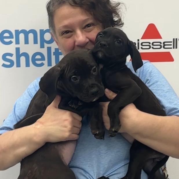 Enlarge Charlie (Malbec), a Adoptable mixed breed in Monroe, MI image 4/6