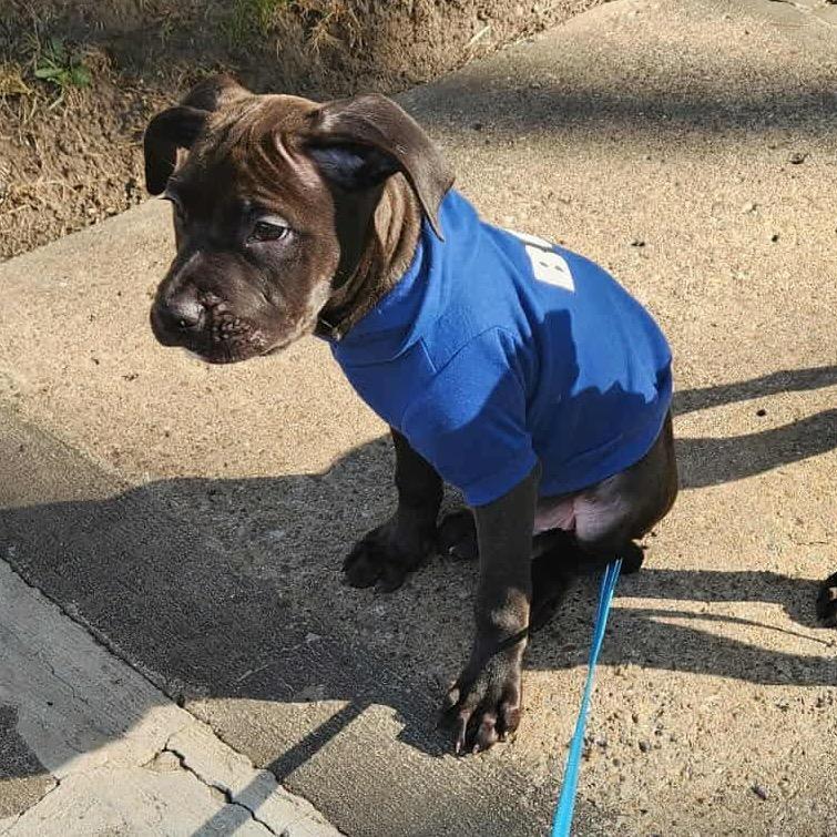 Enlarge Charlie (Malbec), a Adoptable mixed breed in Monroe, MI image 5/6