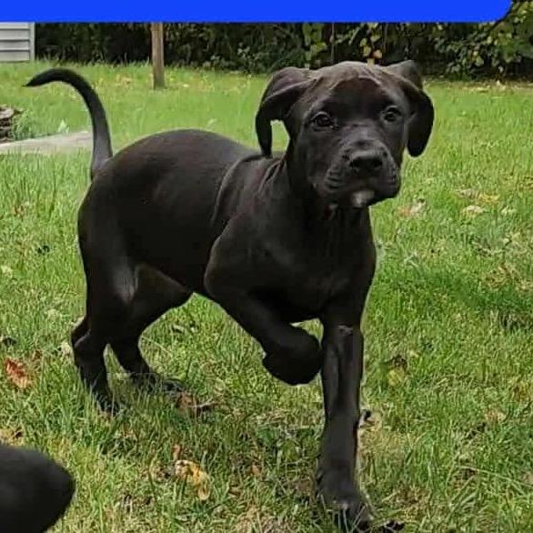 Enlarge Charlie (Malbec), a Adoptable mixed breed in Monroe, MI image 6/6