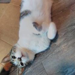 Enlarge Bingo, a Adoptable Domestic Short Hair in Los Angeles, CA image 2/4