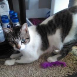 Enlarge Bingo, a Adoptable Domestic Short Hair in Los Angeles, CA image 3/4