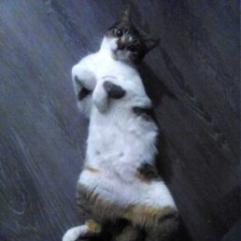 Enlarge Bingo, a Adoptable Domestic Short Hair in Los Angeles, CA image 4/4