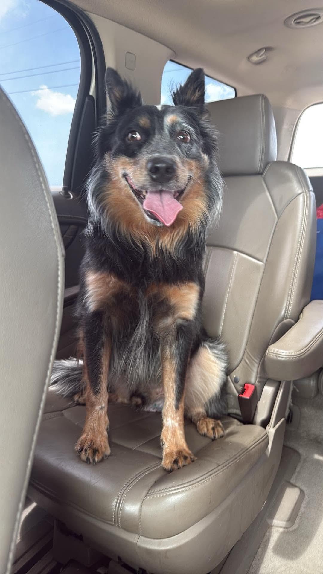 Cowboy, Adoptable, Adult Male Australian Cattle Dog / Blue Heeler.