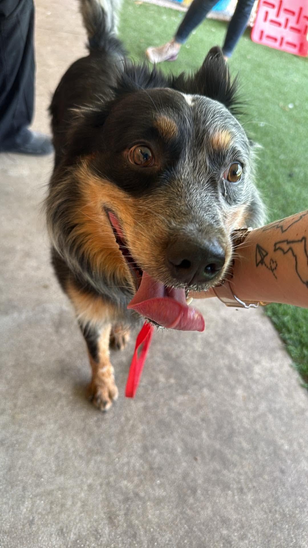 Enlarge Cowboy, a Adoptable Australian Cattle Dog / Blue Heeler in Parrish, FL image 2/6