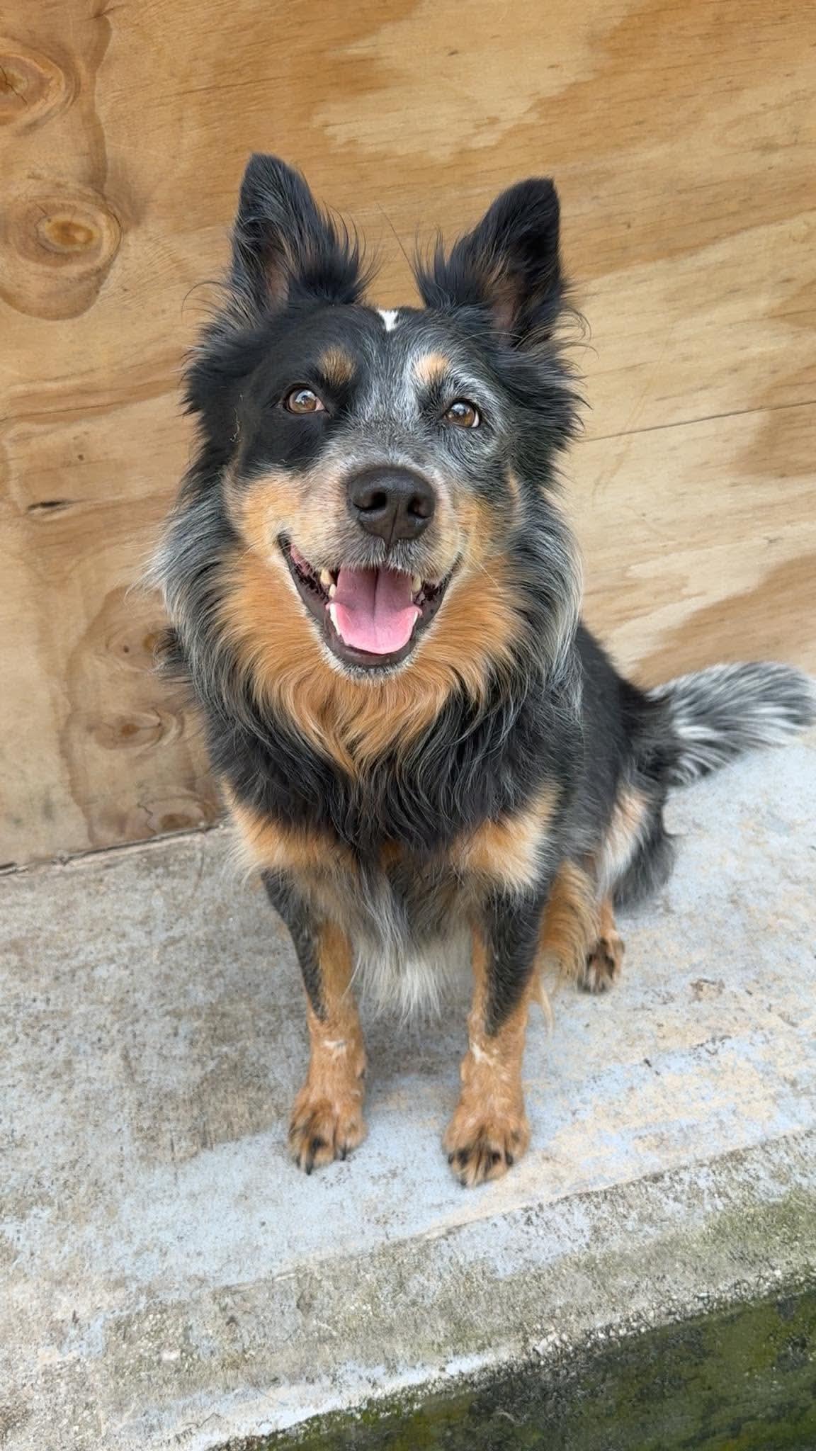 Enlarge Cowboy, a Adoptable Australian Cattle Dog / Blue Heeler in Parrish, FL image 3/6