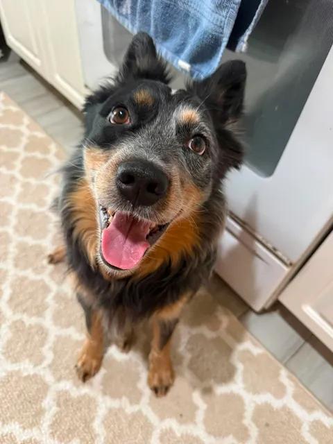 Enlarge Cowboy, a Adoptable Australian Cattle Dog / Blue Heeler in Parrish, FL image 4/6