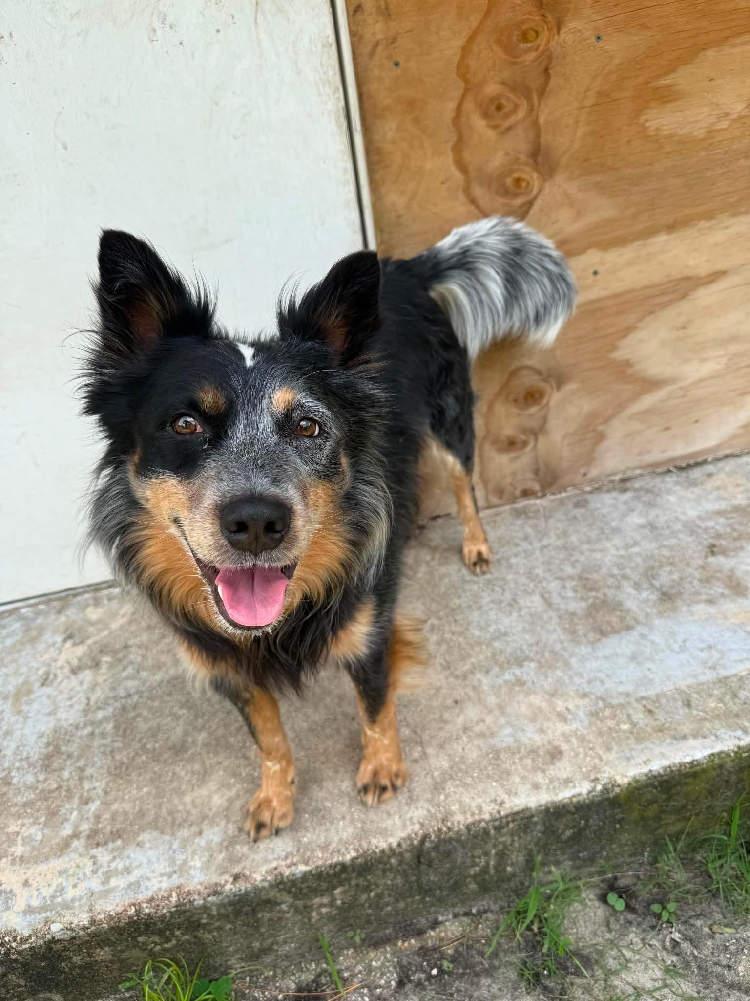 Enlarge Cowboy, a Adoptable Australian Cattle Dog / Blue Heeler in Parrish, FL image 5/6