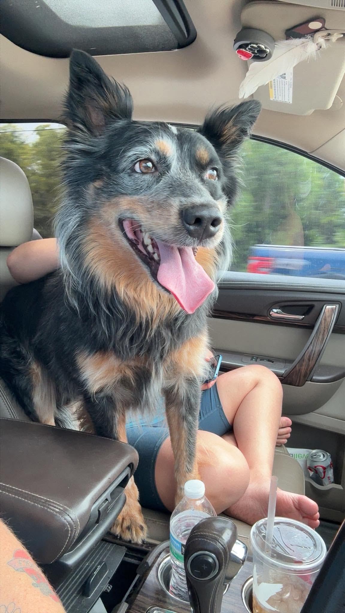 Enlarge Cowboy, a Adoptable Australian Cattle Dog / Blue Heeler in Parrish, FL image 6/6