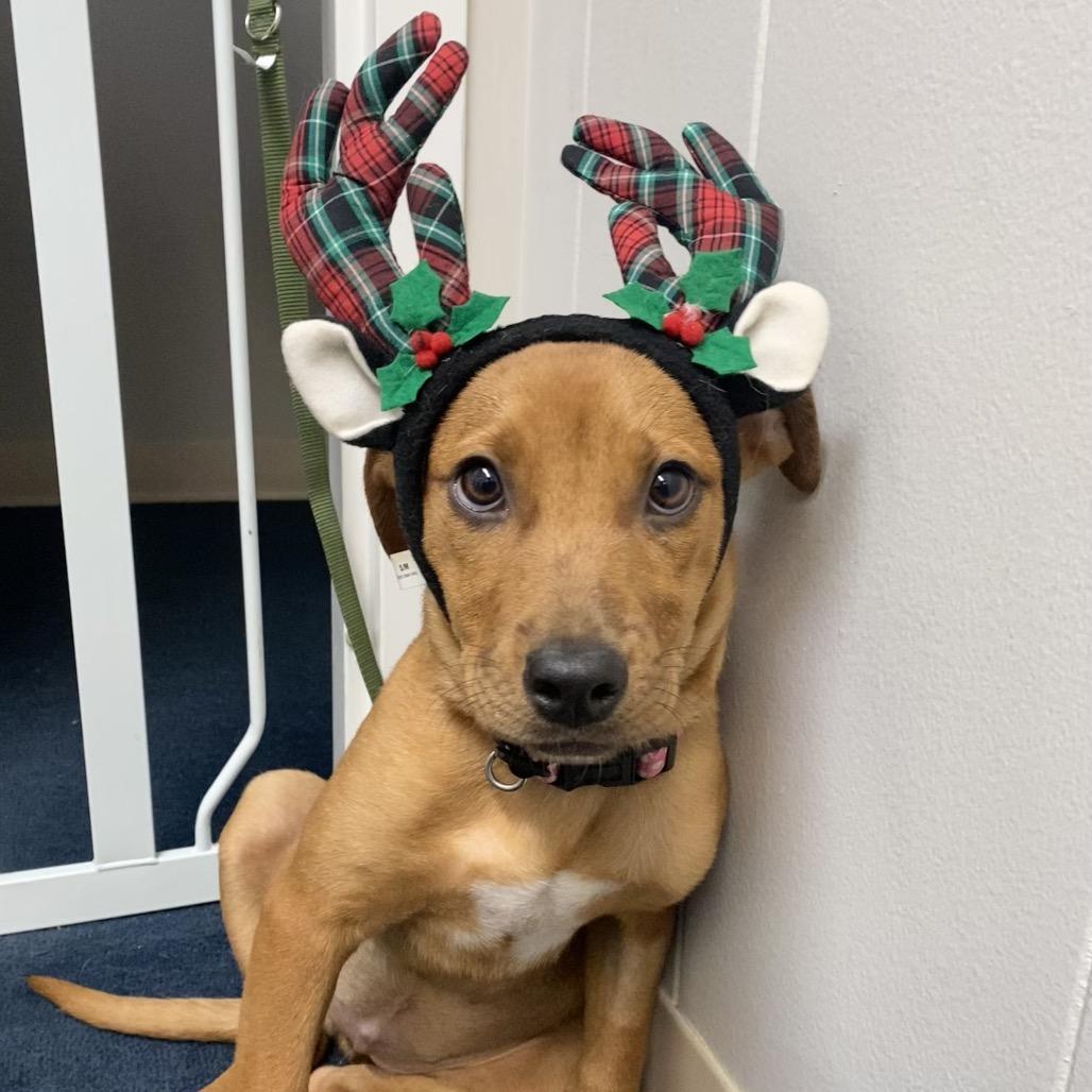 Enid, Adoptable, Puppy Female Labrador Retriever.