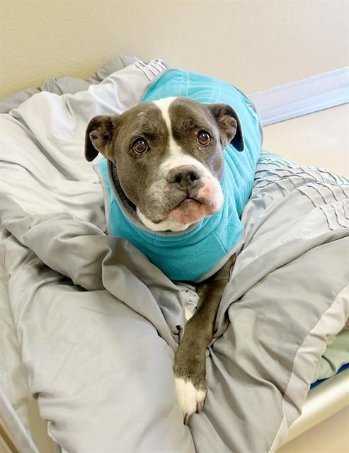 Enlarge GABBY, a Adoptable mixed breed in Blythe, CA image 1/1