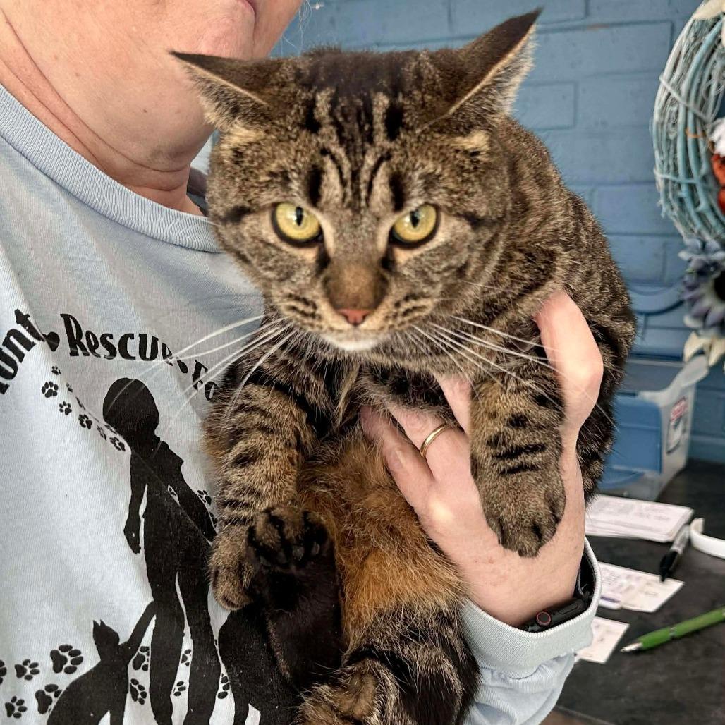 Gypsy, a Adoptable Domestic Short Hair in Aldie, VA image 1/2