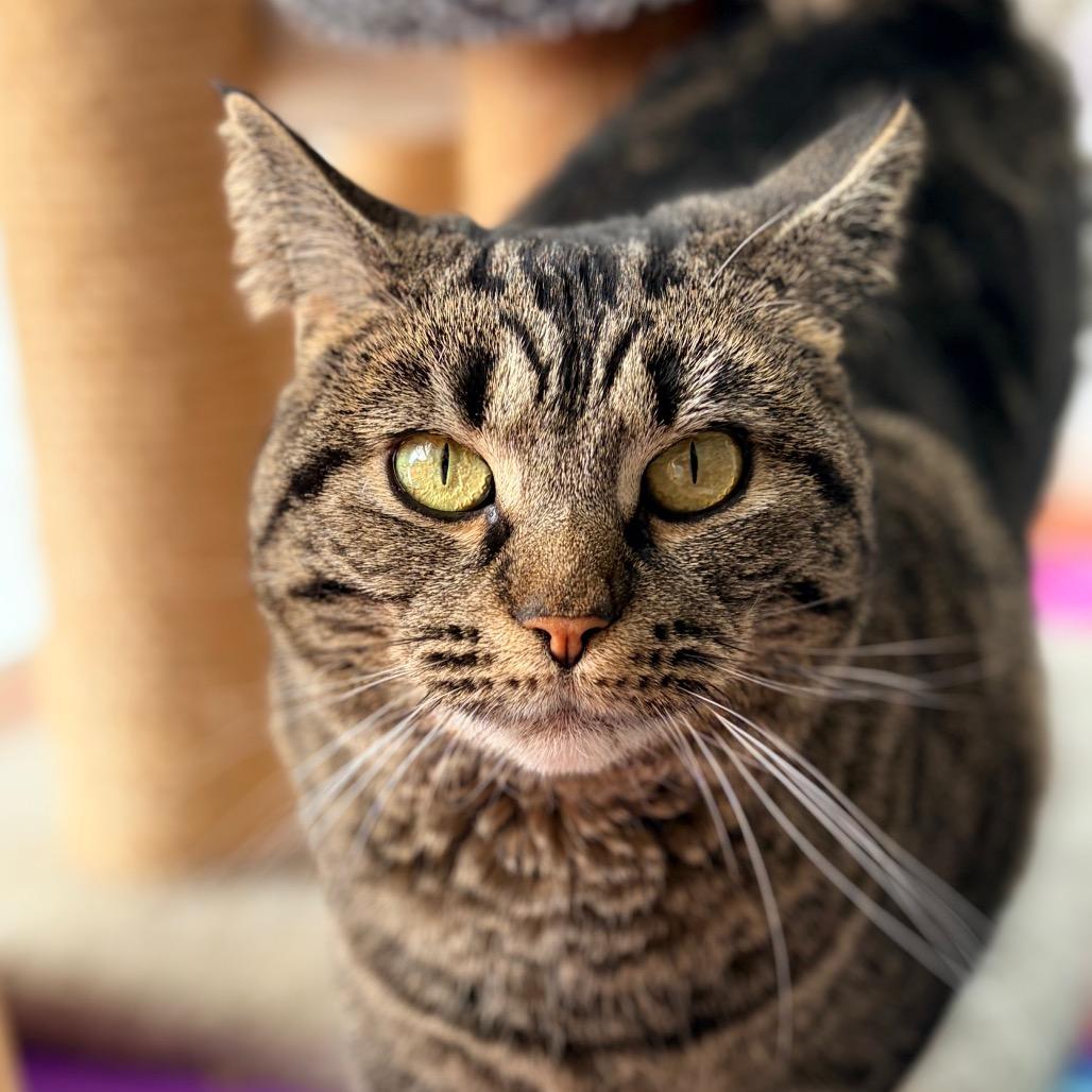 Gypsy, a Adoptable Domestic Short Hair in Aldie, VA image 2/2