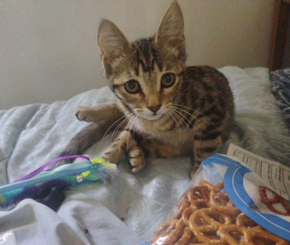 Enlarge Melina courtesy post, a Adopted mixed breed in Laguna Niguel, CA image 1/1