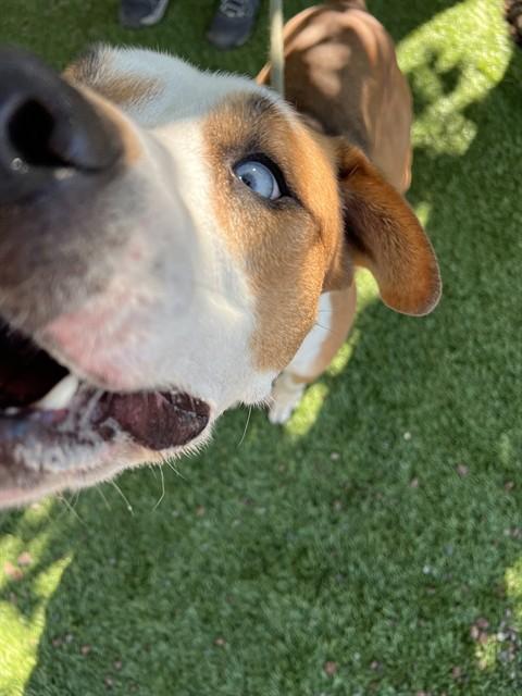 Enlarge Wen, a ADOPTABLE Pit Bull Terrier in Phoenix, OR image 3/6