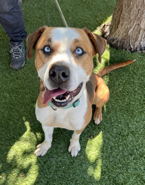 Enlarge Wen, a ADOPTABLE Pit Bull Terrier in Phoenix, OR image 1/6
