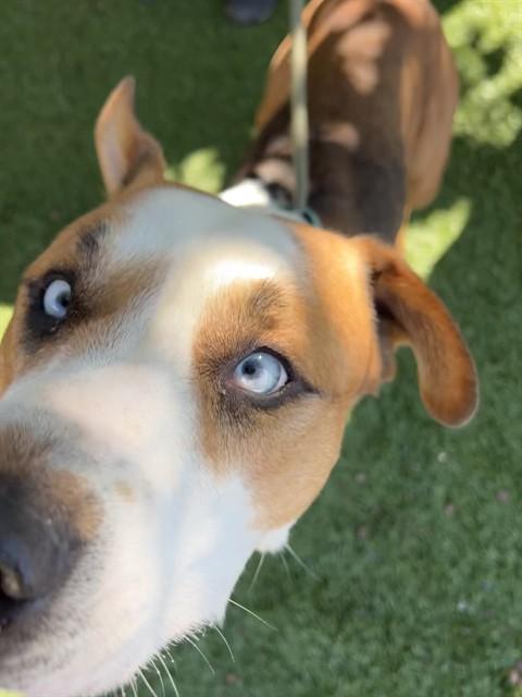 Enlarge Wen, a ADOPTABLE Pit Bull Terrier in Phoenix, OR image 2/6