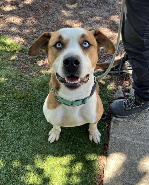 Enlarge Wen, a ADOPTABLE Pit Bull Terrier in Phoenix, OR image 6/6