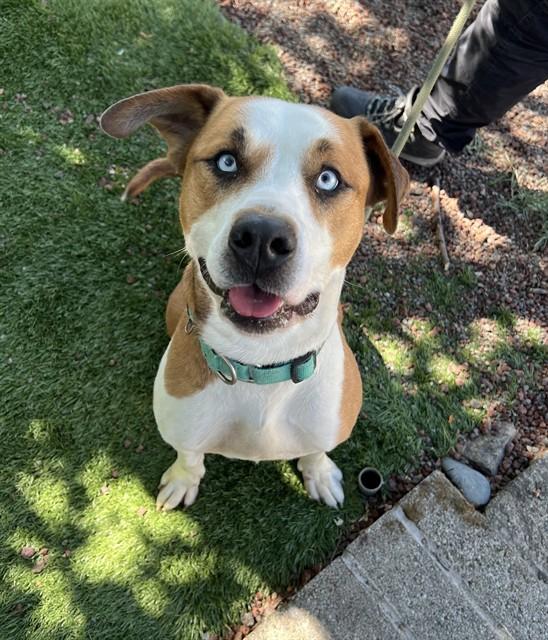 Enlarge Wen, a ADOPTABLE Pit Bull Terrier in Phoenix, OR image 5/6