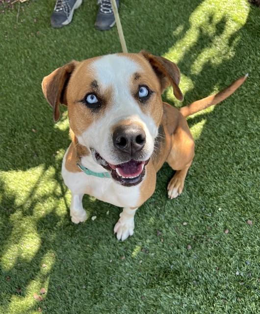 Enlarge Wen, a ADOPTABLE Pit Bull Terrier in Phoenix, OR image 4/6