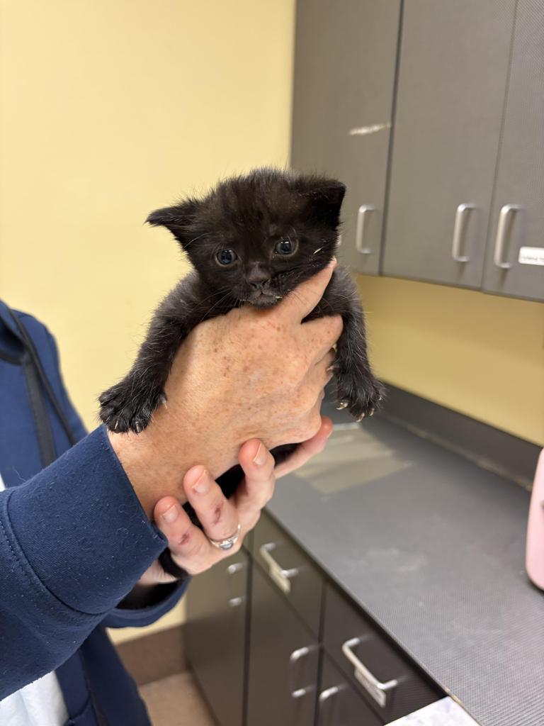 Harp, Adoptable, Kitten Male Domestic Short Hair.