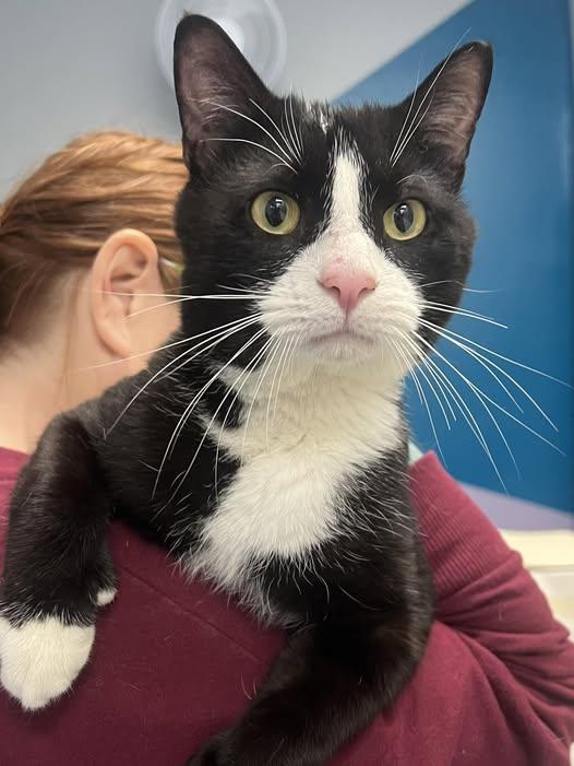 Sam, Adult Male Domestic Short Hair