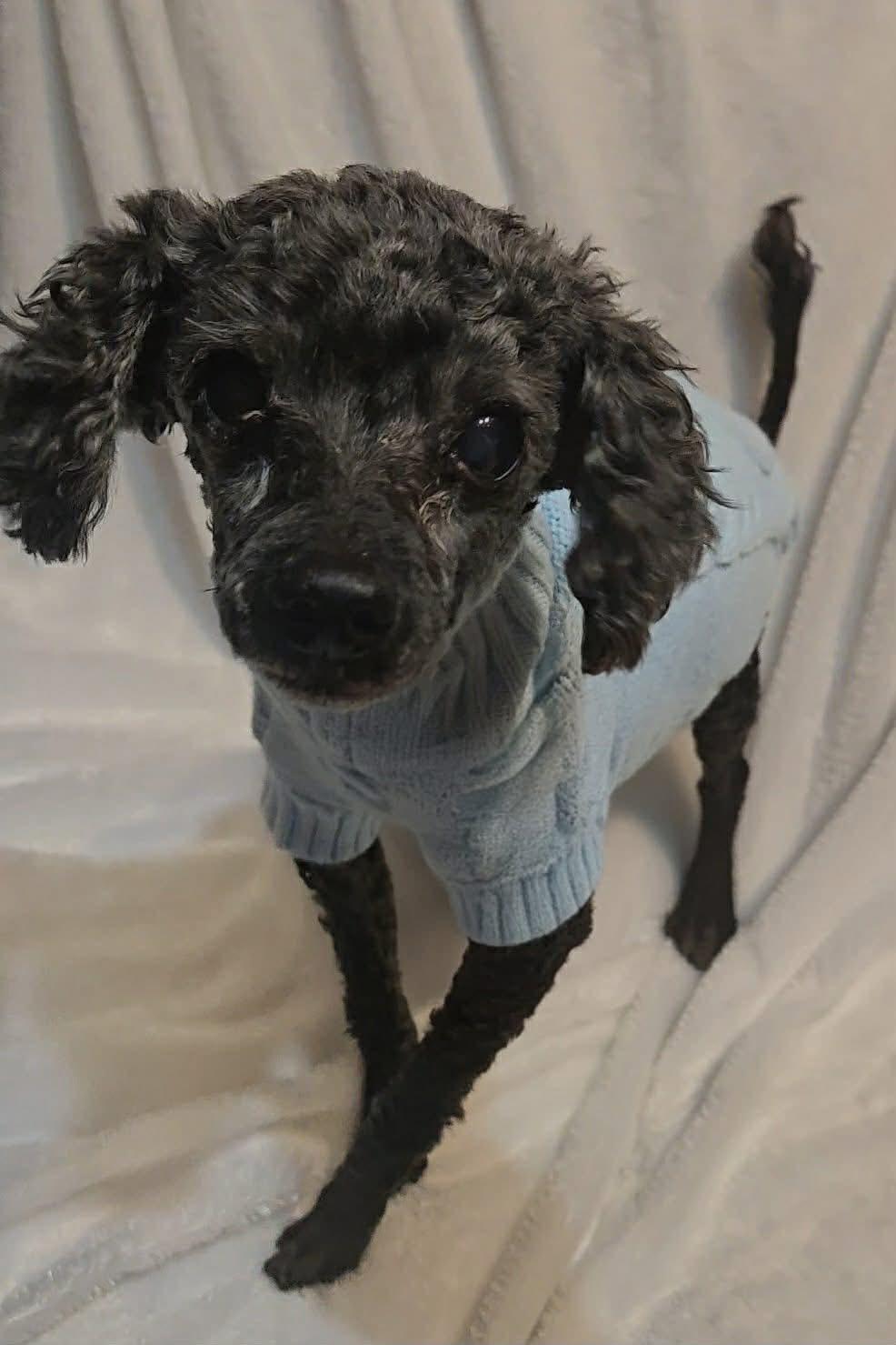 Enlarge Curly, an adopted Poodle (Toy) in Ashland, KY image 3/5