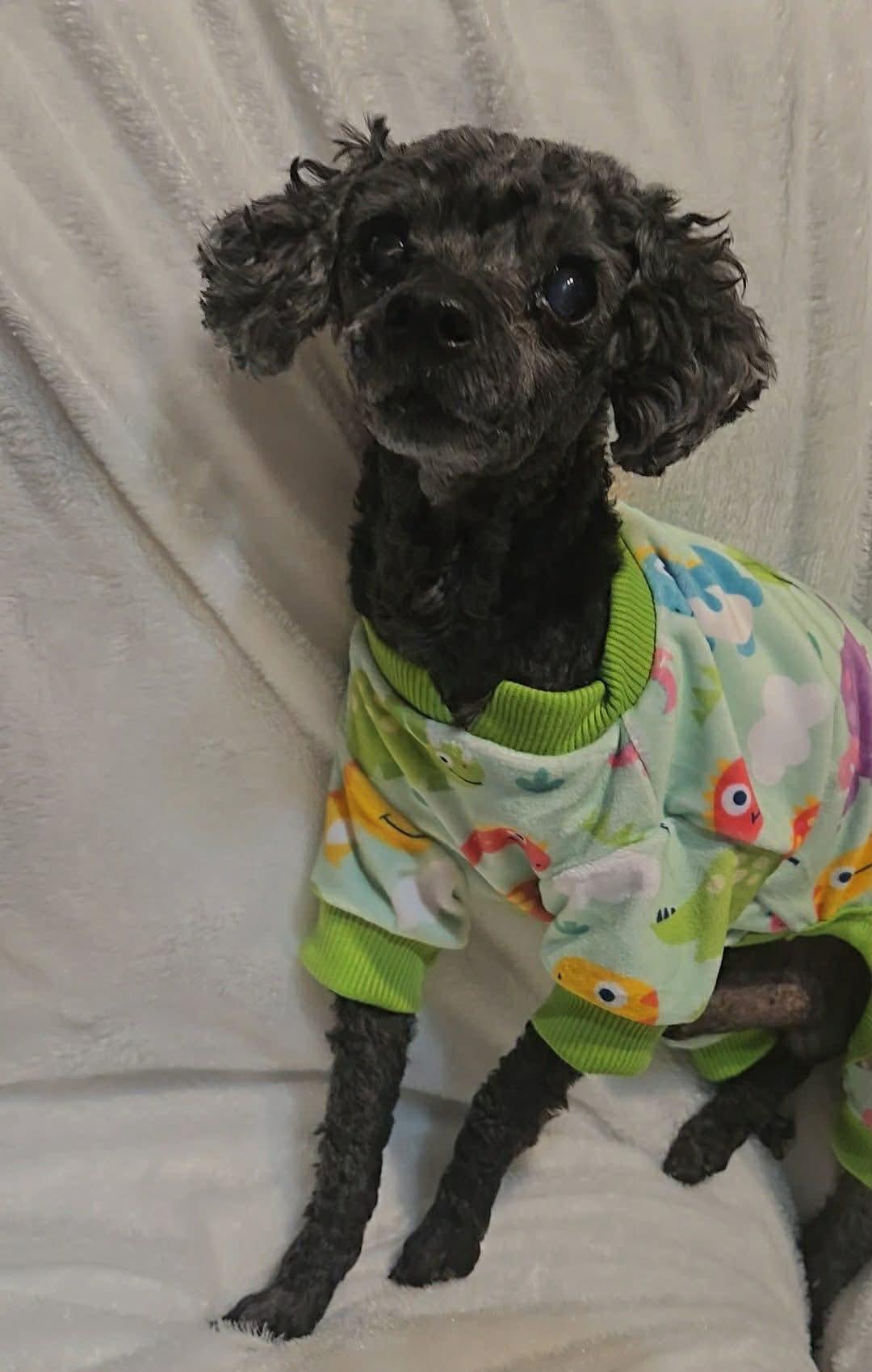 Enlarge Curly, an adopted Poodle (Toy) in Ashland, KY image 5/5