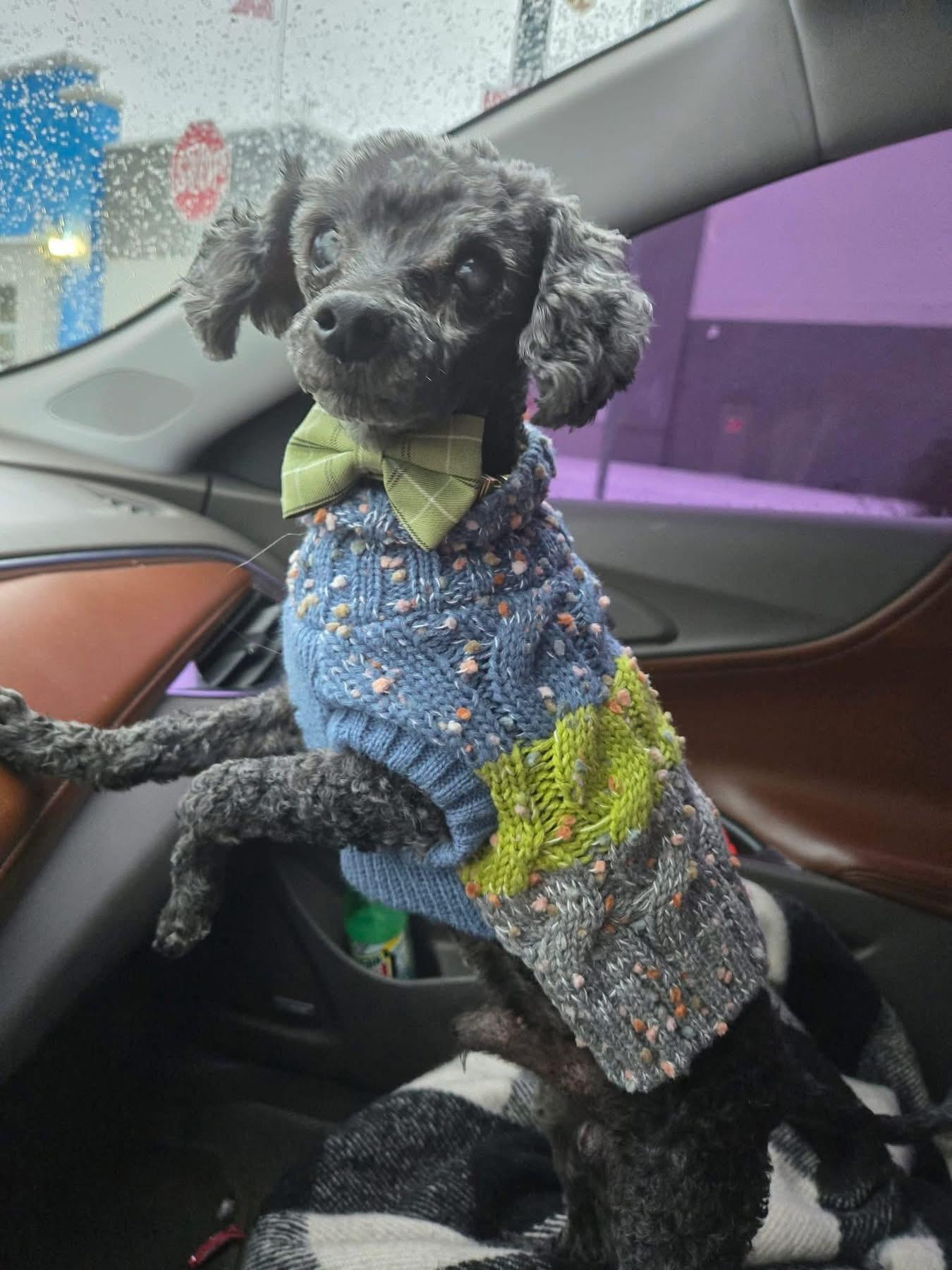 Enlarge Curly, an adopted Poodle (Toy) in Ashland, KY image 1/5