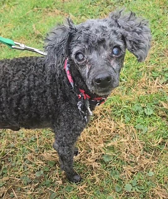Enlarge Curly, an adopted Poodle (Toy) in Ashland, KY image 2/5