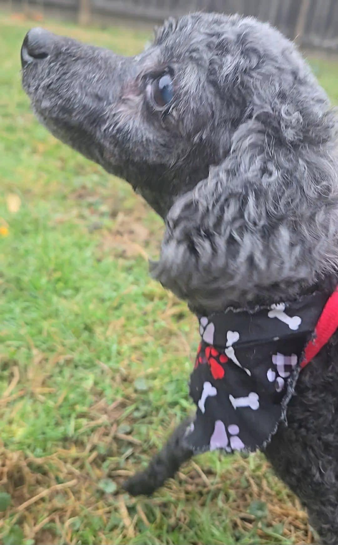 Enlarge Curly, an adopted Poodle (Toy) in Ashland, KY image 4/5