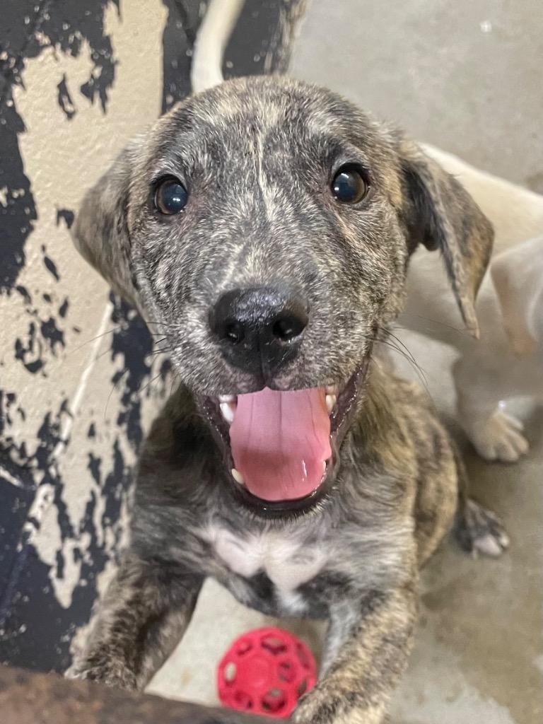 Thor, Adoptable, Puppy Male Mixed Breed.