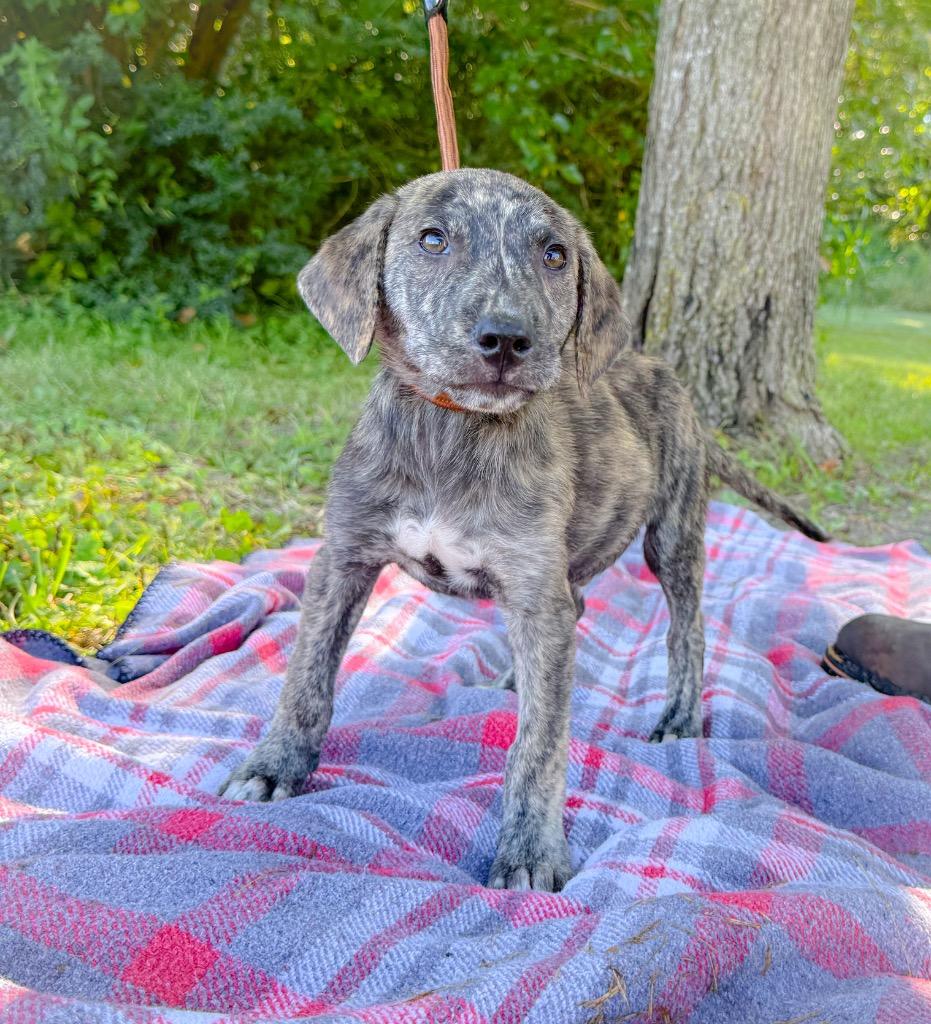 Enlarge Thor, a Adoptable mixed breed in Murray, KY image 2/2