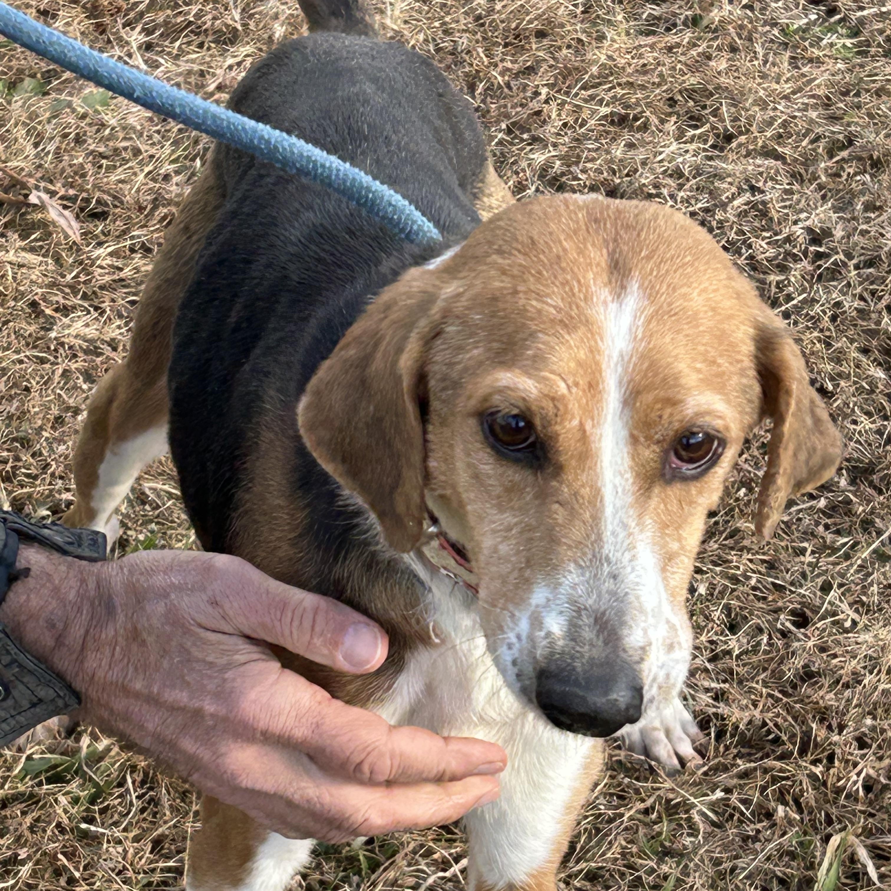 Enlarge Minnie, a ADOPTABLE Hound in Charles City, VA image 1/4