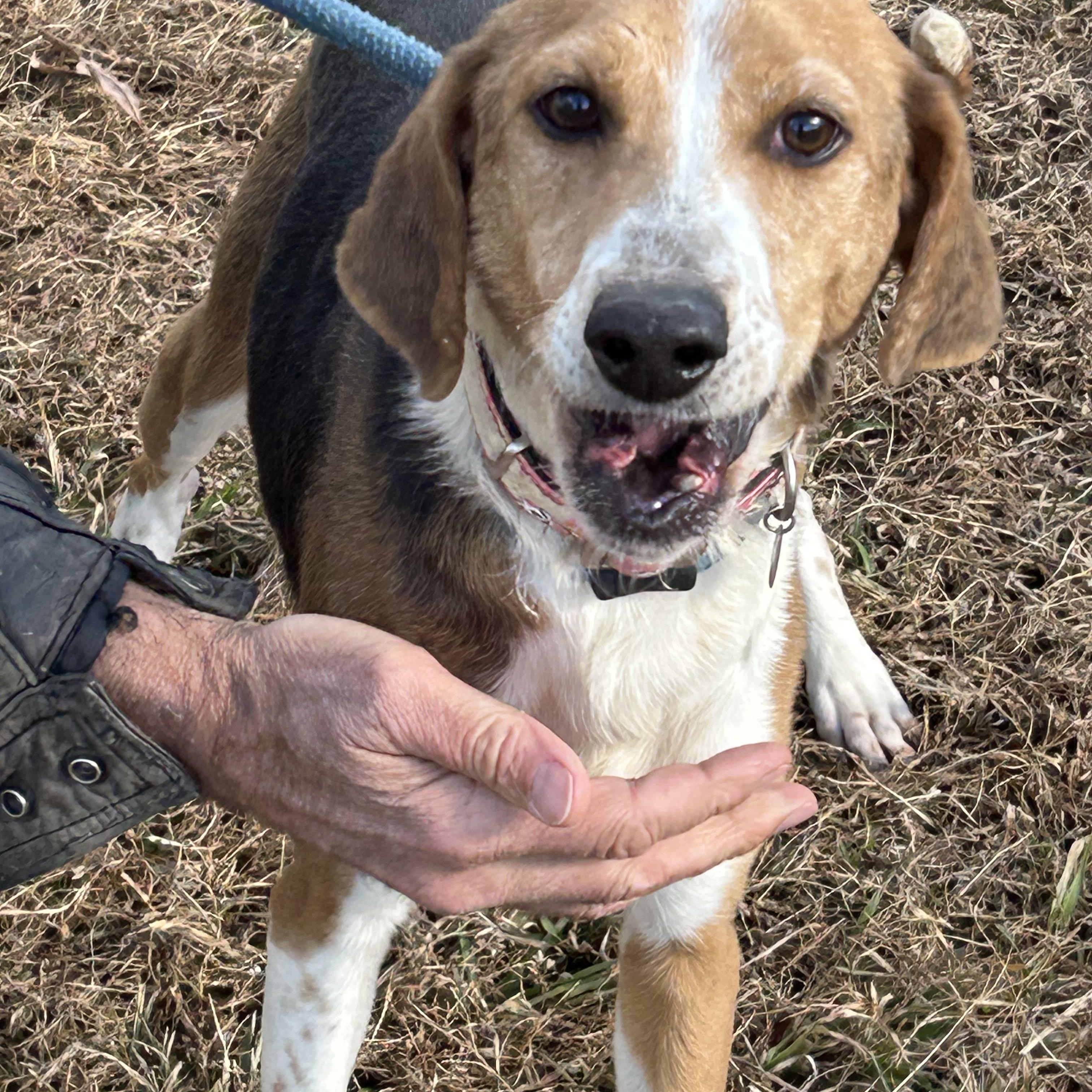 Enlarge Minnie, a ADOPTABLE Hound in Charles City, VA image 2/4