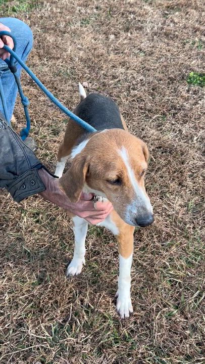 Enlarge Minnie, a ADOPTABLE Hound in Charles City, VA video 4/4