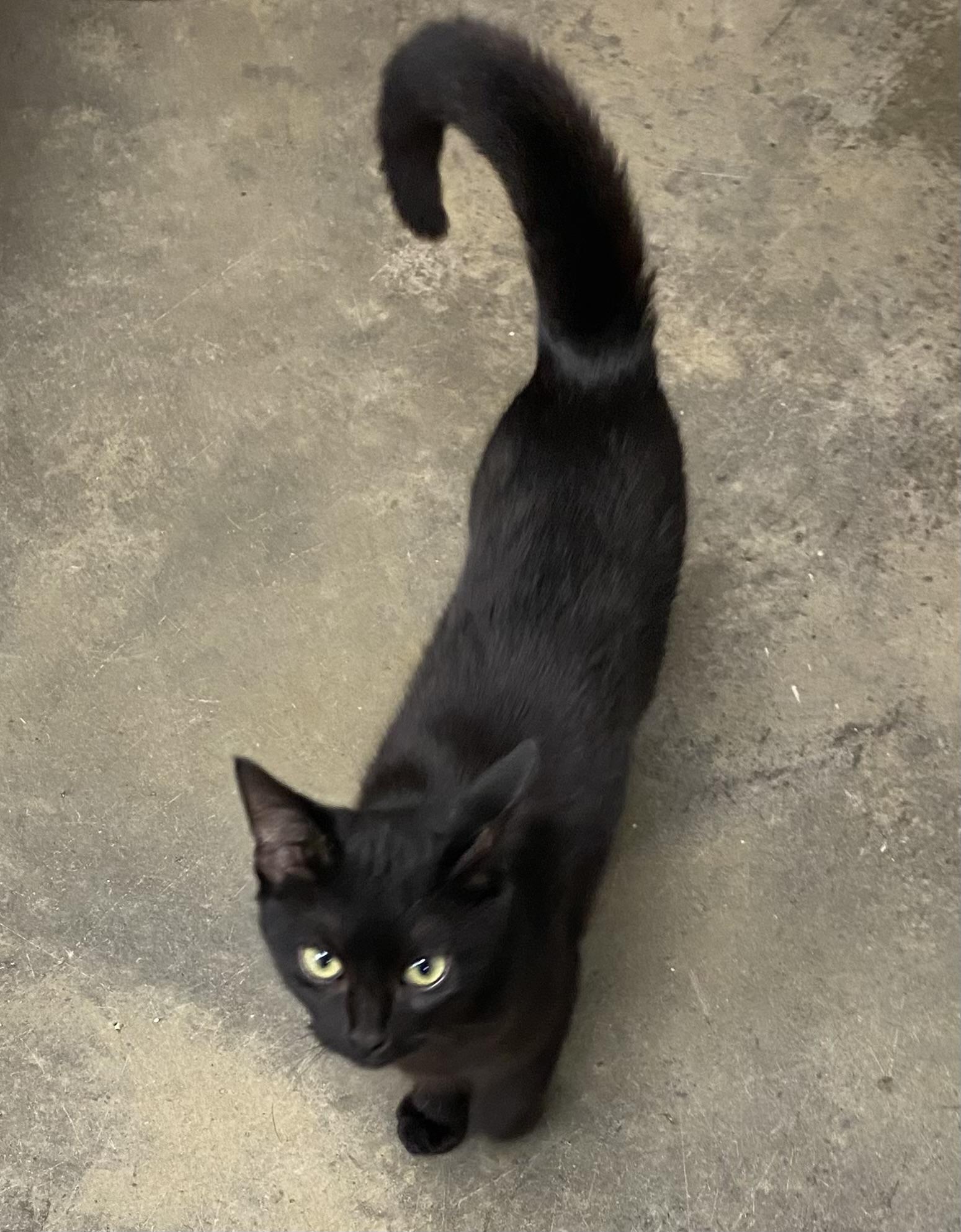Mia, an adopted Domestic Short Hair in Hot Springs, AR_image-1