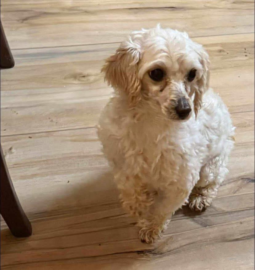 Tandy, Adoptable, Adult Female Maltipoo.