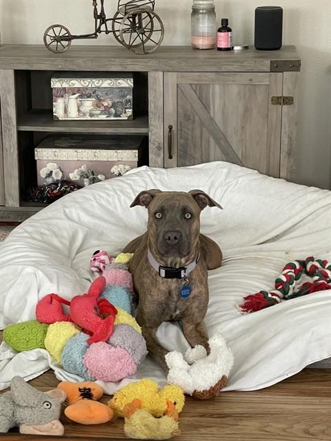 Enlarge NOLA, a Adoptable mixed breed in Colorado Springs, CO image 1/1