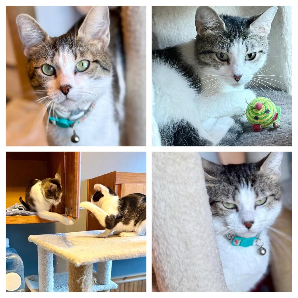 Patty Cake, Adoptable, Adult Female Domestic Short Hair.
