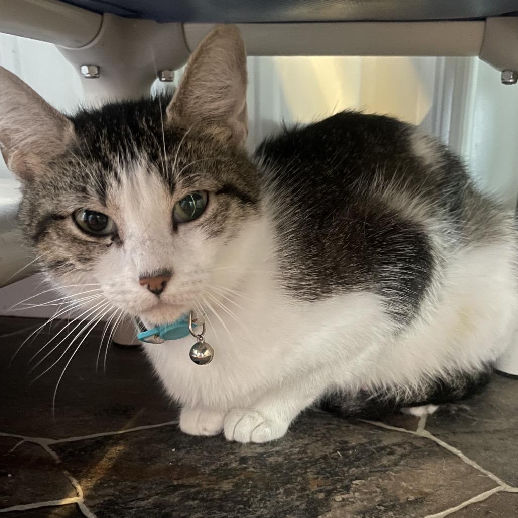Enlarge Patty Cake, a Adoptable Domestic Short Hair in Marion, IL image 1/2