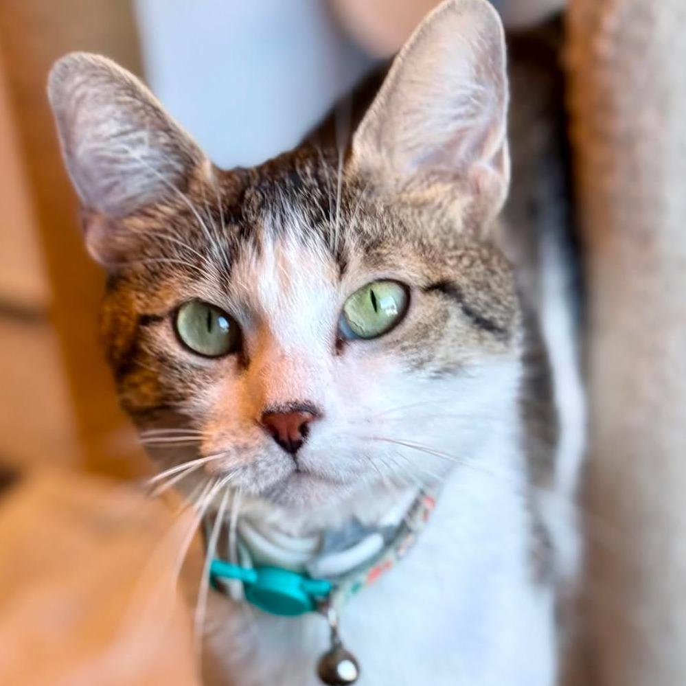Enlarge Patty Cake, a Adoptable Domestic Short Hair in Marion, IL image 2/2
