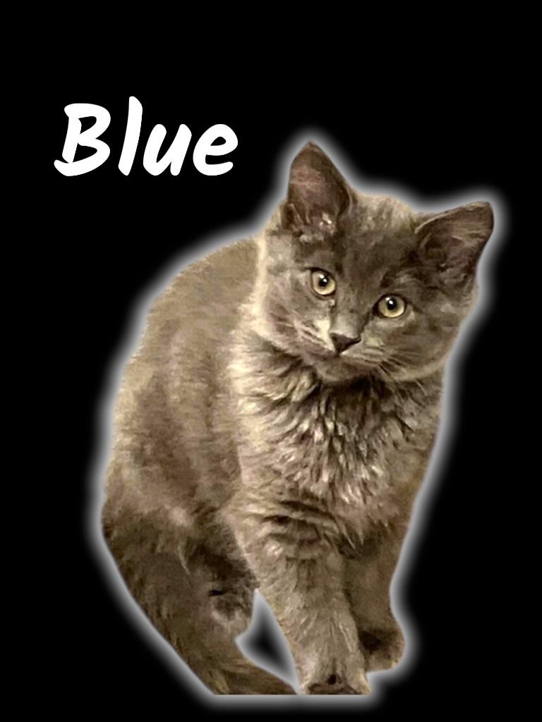 Enlarge Blue, an adopted Domestic Medium Hair in Auburn, CA image 2/2