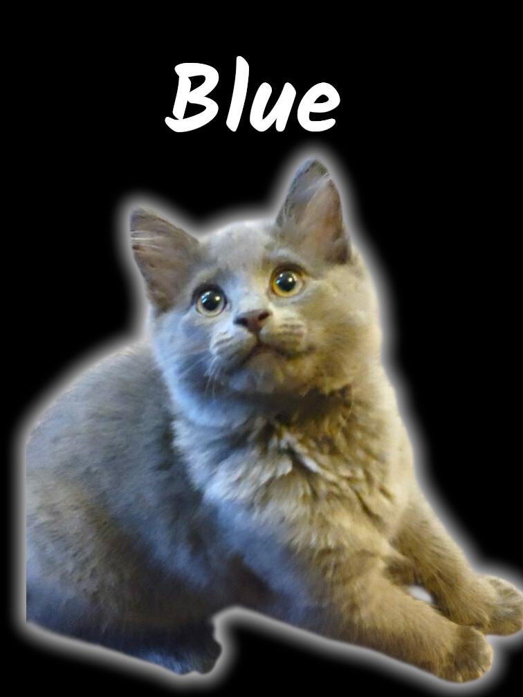 Enlarge Blue, an adopted Domestic Medium Hair in Auburn, CA image 1/2