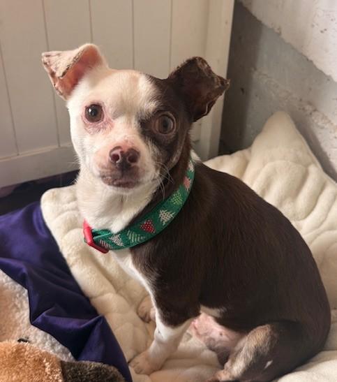 Enlarge Everest, a ADOPTABLE mixed breed in Santa Rosa, CA image 3/6