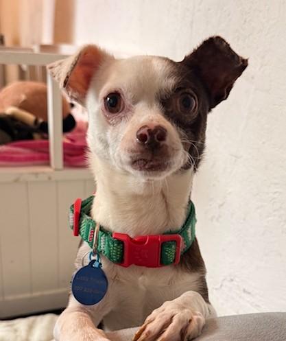 Enlarge Everest, a ADOPTABLE mixed breed in Santa Rosa, CA image 2/6