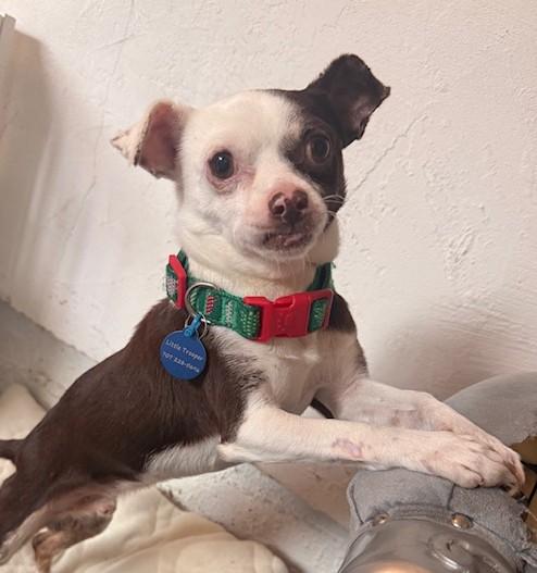 Enlarge Everest, a ADOPTABLE mixed breed in Santa Rosa, CA image 1/6